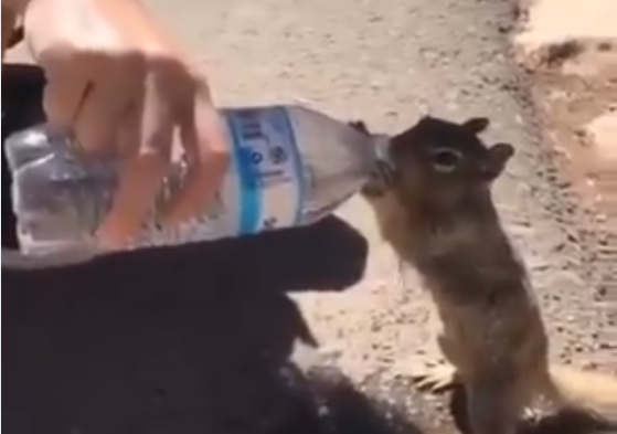 Un hombre da de beber a una ardilla debido a las altas temperaturas y se convierte en viral