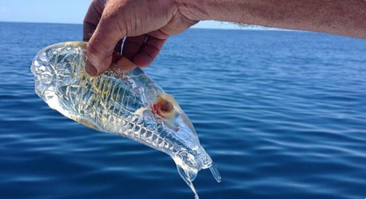 Así son las extrañas criaturas que han aparecido en varias playas andaluzas