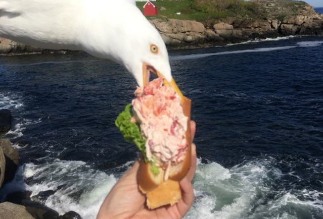 Una gaviota se viraliza al intentar robar un bocadillo de langosta