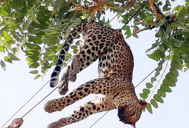 Un leopardo muere electrocutado al caer sobre unos cables de alta tensión