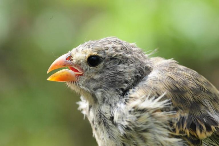 Los pinzones de Darwin cantan menos al amor por una plaga que deforma sus picos