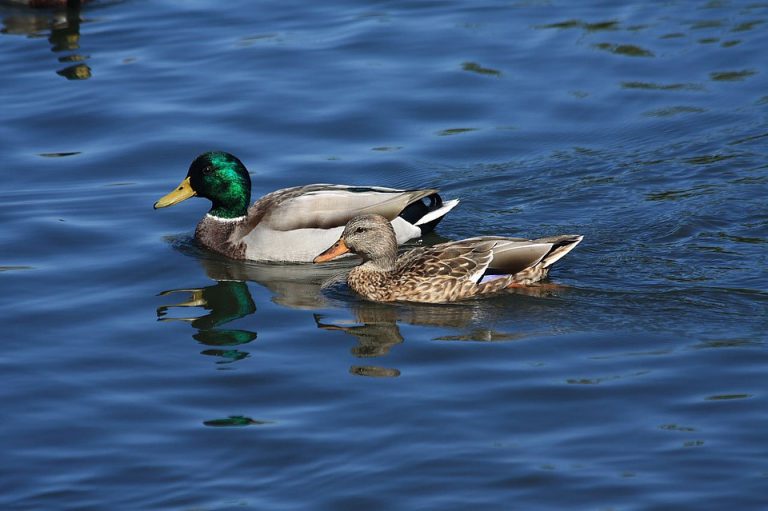 Dos menores imputados por matar a una familia de patos al salir de una discoteca en Cataluña