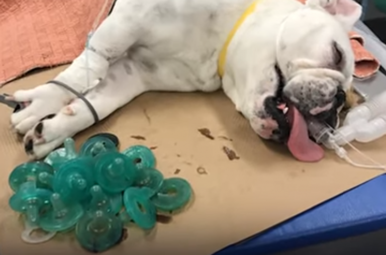 Extraen 19 chupetes del estómago de un bulldog