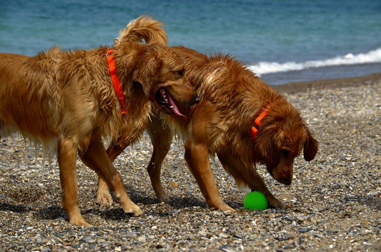 Almería prohíbe los perros en sus playas