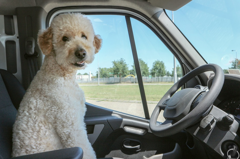 La Policía desmiente el bulo del perro encerrado en el coche