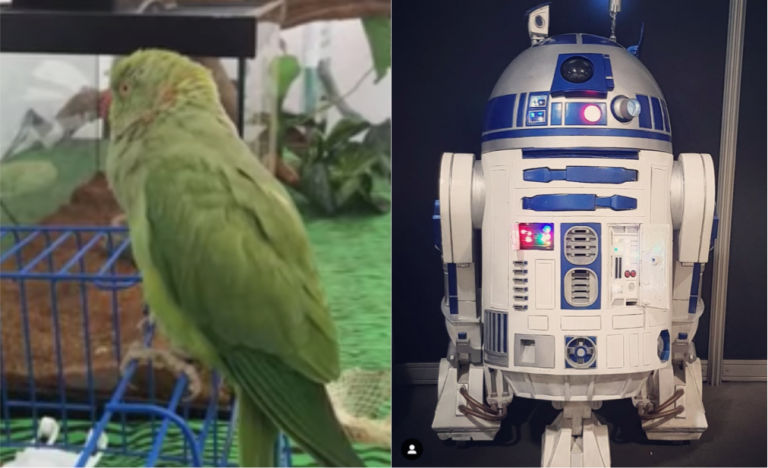 Este loro imita a la perfección los sonidos de R2D2