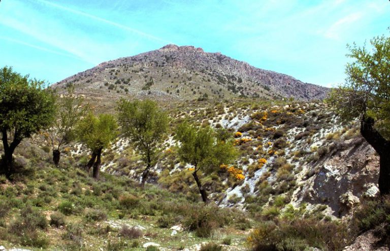 ¿Qué mariposa hay en peligro de extinción en la Hoya de Baza?