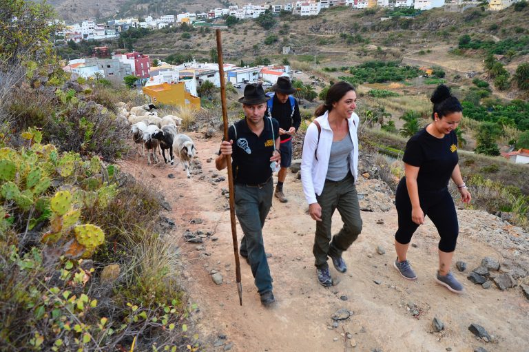 Belén Hidalgo acompaña al único pastor trashumante del municipio en su traslado de ganado desde la capital hacia Medianías