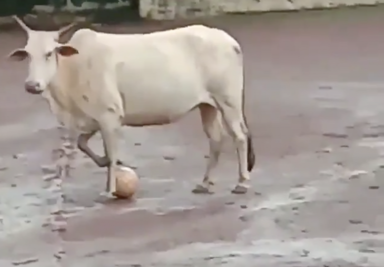 ‘La vaca Messi’ cautiva Internet por su dominio del balón