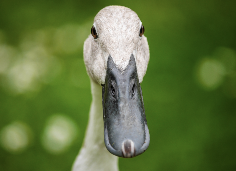 20 patos salvajes provocan que Corea del Sur decrete la alerta OVNI