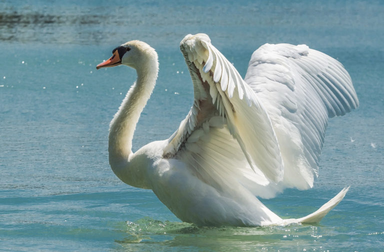 Un cisne acaba con la vida de un perro en un parque público de Irlanda