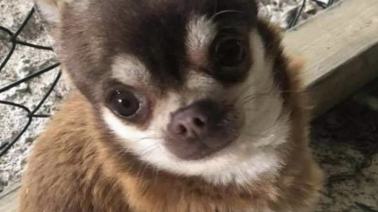 Buscan a un chihuahua al que se lo llevó una gaviota de un jardín