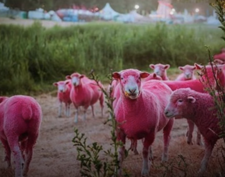 Tiñen de rosa a varias ovejas durante un festival de rock