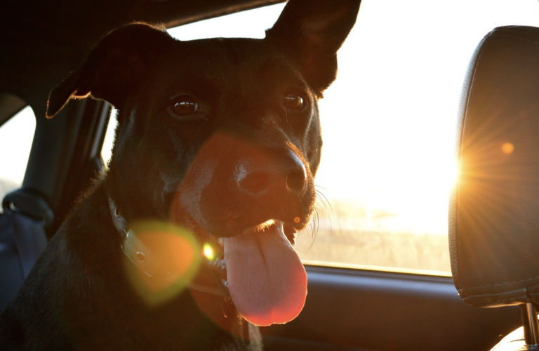 Absuelto el dueño de los perros que murieron encerrados en su coche a 43 grados