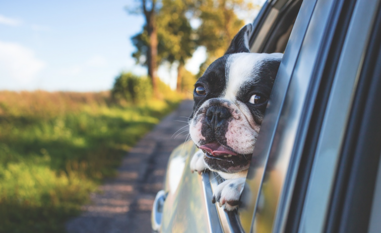 Consejos para viajar en coche con tu perro  de forma segura este verano