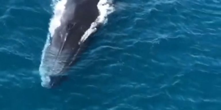 Las increíbles imágenes de tres ballenas gigantes en aguas de Denia