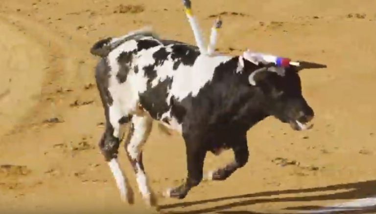 Denuncian los bramidos de dolor de los animales durante una becerrada en Madrid