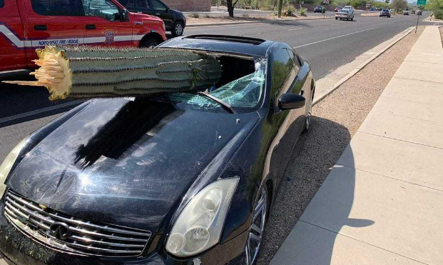 Un conductor salva la vida tras estrellarse contra un cactus gigante