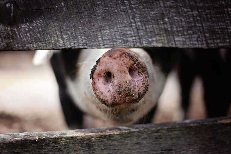 Gobierno y autonomías ponen en marcha un plan para controlar la temperatura en el transporte de animales por carretera