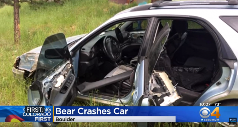 El accidentado paseo de un oso que se metió en un coche y le quitó el freno de mano