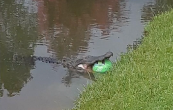 El dramático rescate de un cocodrilo a punto de morir ahogado tras engullir un balón de fútbol