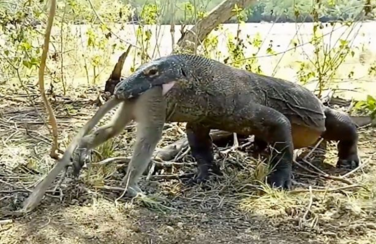 Un dragón de Komodo devora un mono vivo en un dramático vídeo