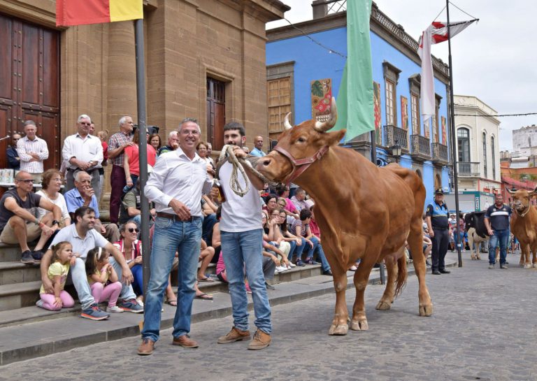 Gáldar disfrutará este domingo de una nueva edición de la Feria de Ganado en honor a Santiago