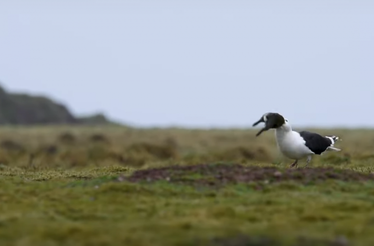 Una gaviota engulle un conejo de un solo intento