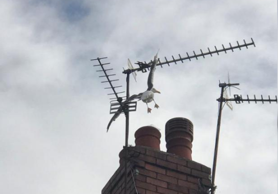 Rescatan a una gaviota empalada en una antena de televisión