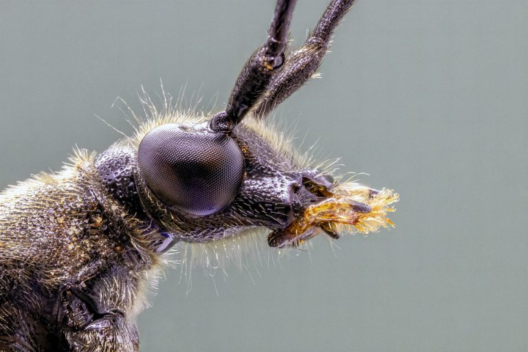 La Complutense ofrece la primera ópera realizada con sonidos de insectos