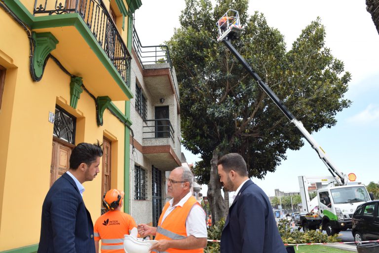 Servicios Municipales lleva a cabo la poda de una treintena de palmeras de la Avenida Leonardo Torriani