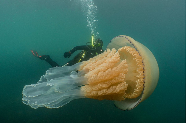 Graban una medusa del tamaño de un humano en las costas británicas