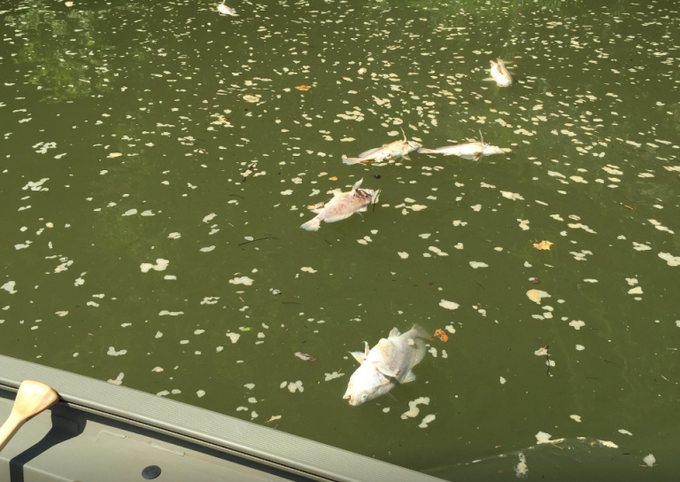 Miles de peces mueren intoxicados por el derrame masivo de whisky en un río de los Estados Unidos