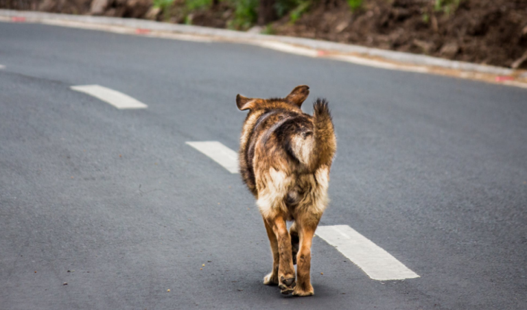 El Ayuntamiento de Santa María de Guía contrata los servicios de una empresa especializada en el control y protección de animales abandonados.