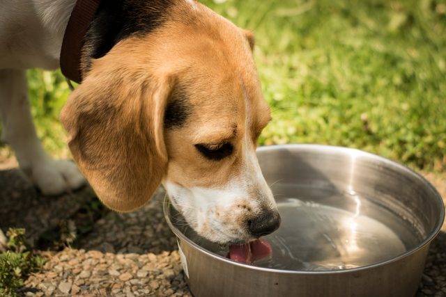 Perro Bebe Agua