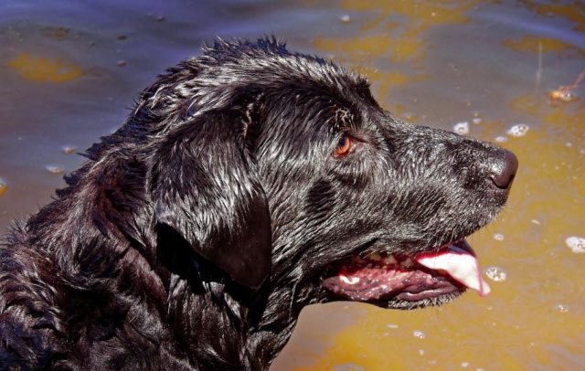 Perro Cabeza Mojada