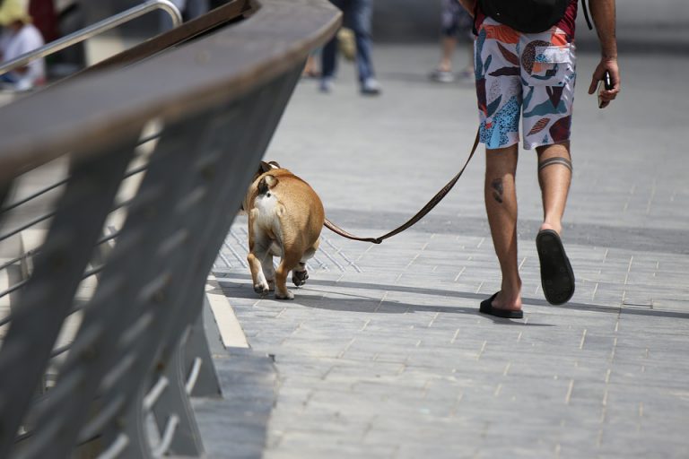 Zamora aprueba el llamado ‘impuesto perruno’ para todos los que tengan esta mascota