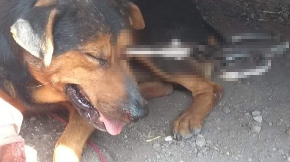 Identifican al desalmado que le clavó unas tijeras en el ojo a un perro callejero