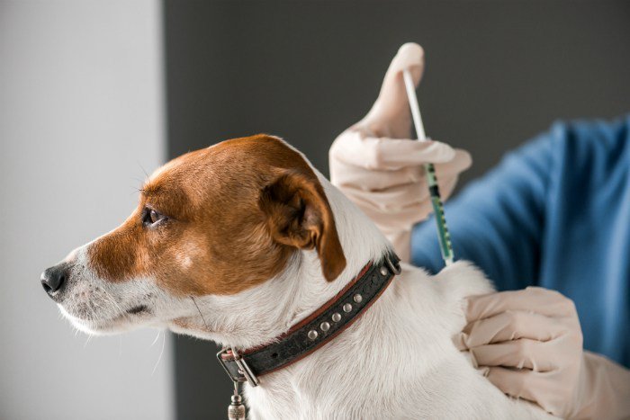 Veterinarios piden una campaña nacional de vacunación contra la rabia