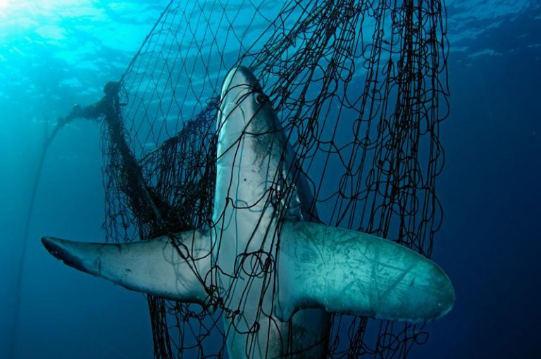 España es el mayor importador y exportador de tiburones del Mediterráneo