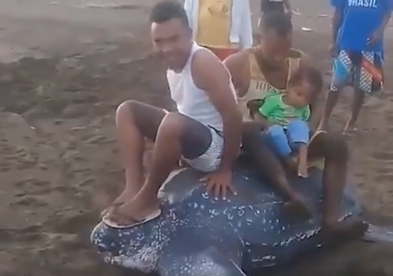 Polémica: encuentran una tortuga gigante en una playa y los bañistas posan sobre ella