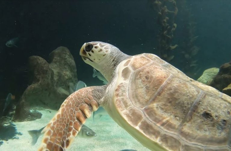 Una tortuga marina con una lesión medular irreversible encuentra un hogar en el acuario de Loro Parque