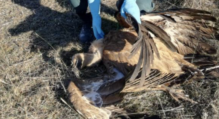 La Guardia Civil encuentra más de un centenar de aves electrocutadas