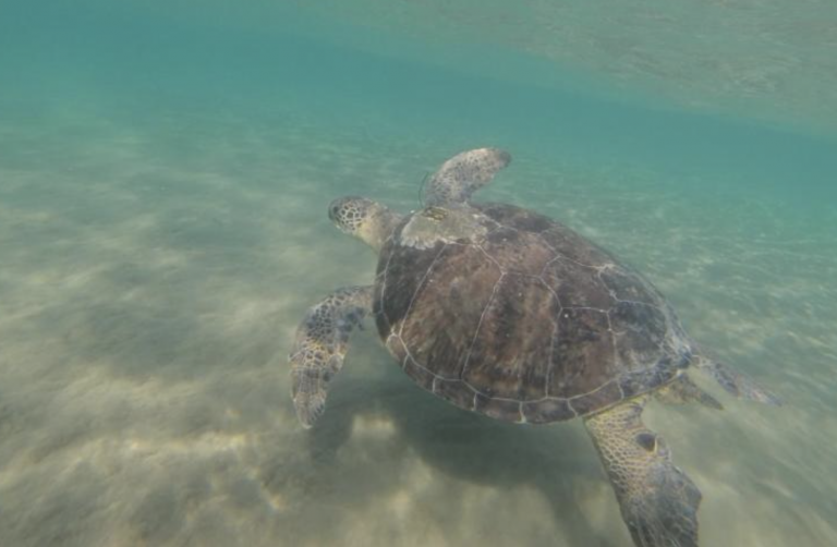 Las tortugas verdes comen plásticos que se asemejan a su comida