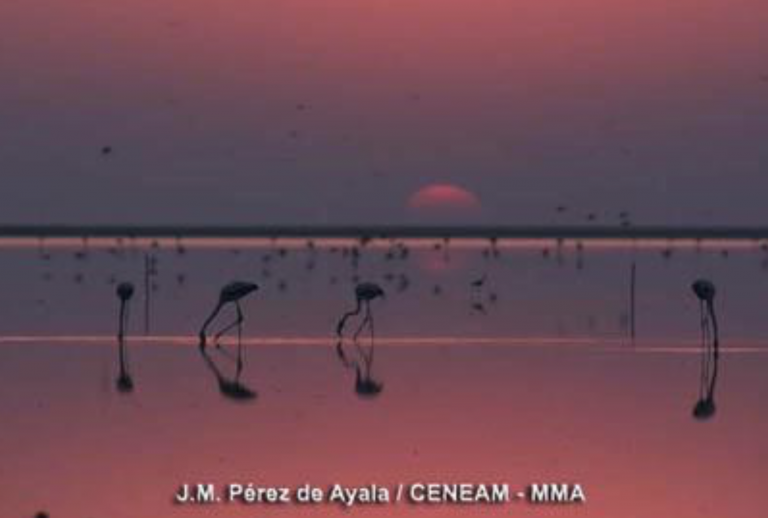 El Parque Nacional de Doñana cumple mañana 50 años