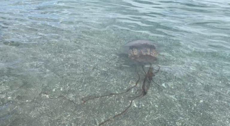 Una medusa de dos metros aterroriza las costas de Málaga