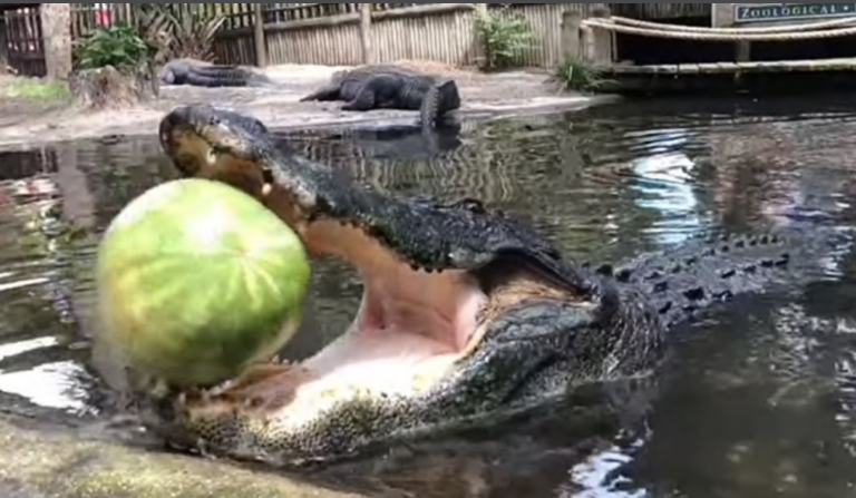 Un cocodrilo destroza una sandía de un sólo mordisco