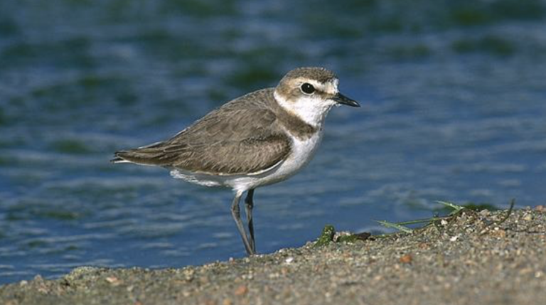 Un proyecto mejora el hábitat del chorlitejo patinegro en las salinas gaditanas