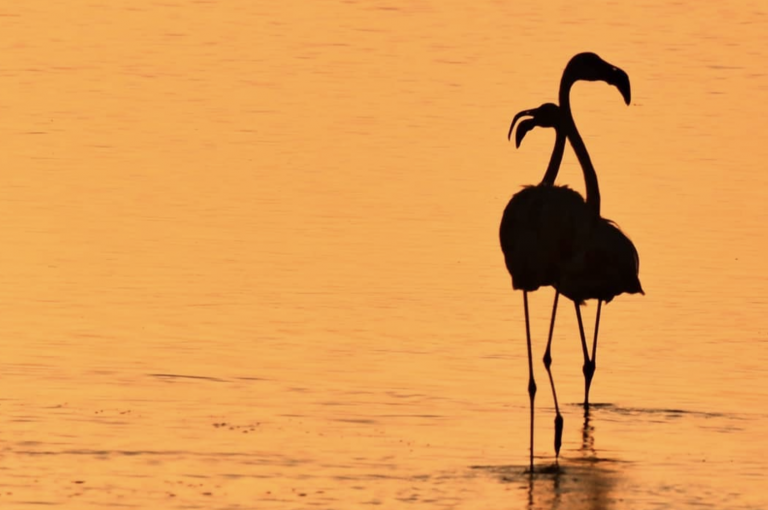 El Parque Nacional de Doñana cumple 50 años