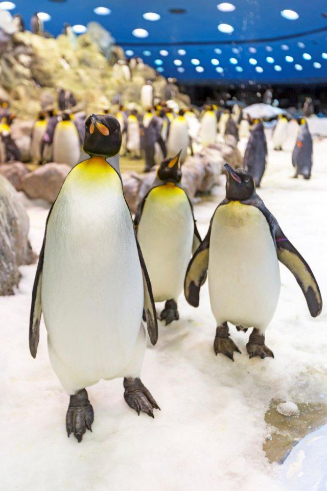 Loro Parque Invita A Los Vecinos De Punta Brava Y Las Adelfas A Visitar Sus Instalaciones 3